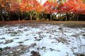 雪と紅葉