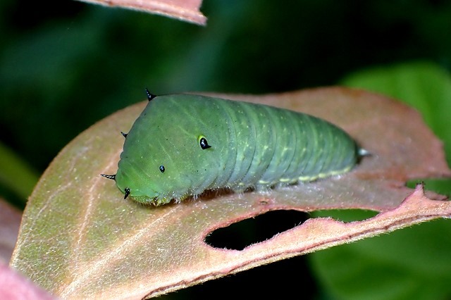 アオスジアゲハの幼虫