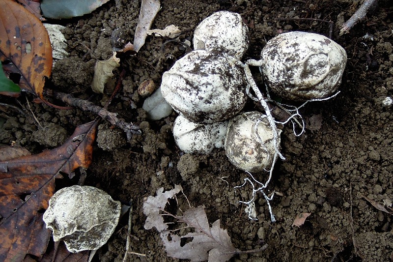 �V���^�}�^�P�@2012�N10��