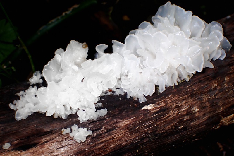 �V���L�N���Q�@2024�N5��