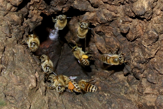 ~co`