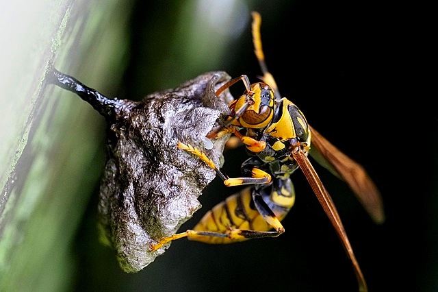 キアシナガバチの女王蜂