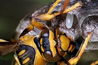 キアシナガバチの女王蜂