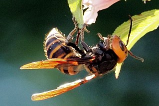 卯の花とスズメバチ