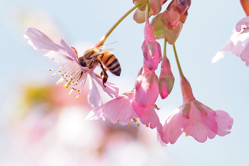 ミツバチと河津桜