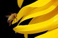 ミツバチと黄色いリボン