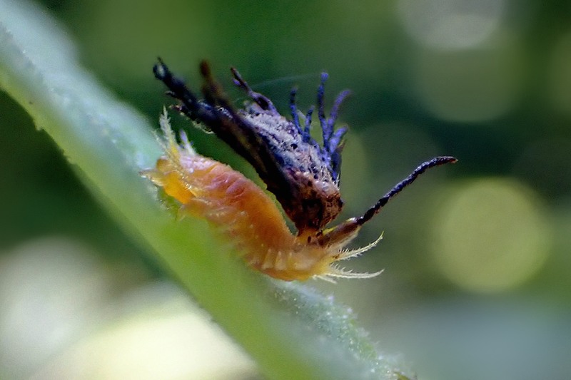 イチモンジカメノコハムシの幼虫