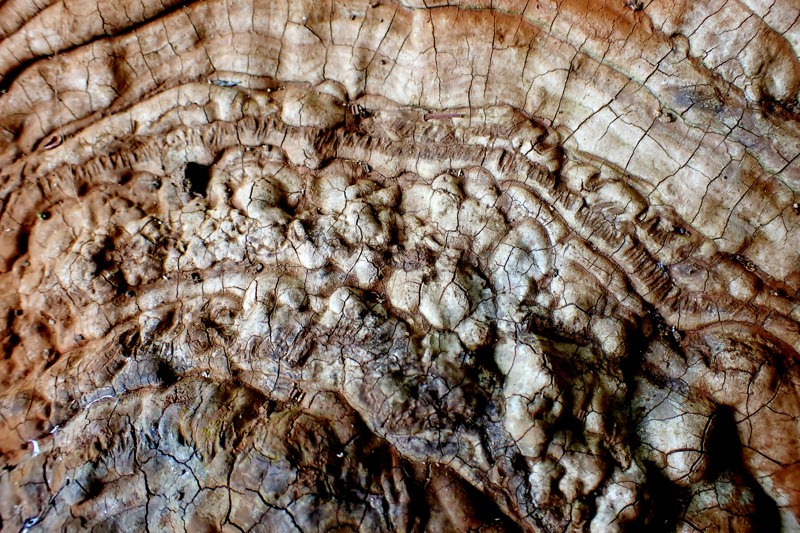 サルノコシカケ｜2025年・夏｜舞岡公園