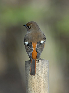 �W���E�r�^�L��