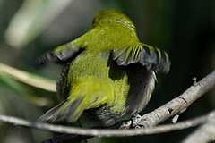 �P�c�����������W��