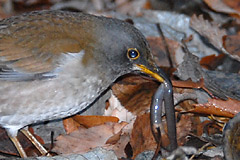 �V���n��