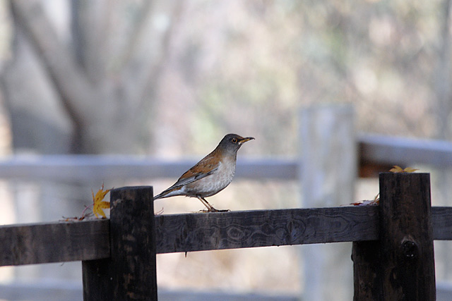 �V���n��