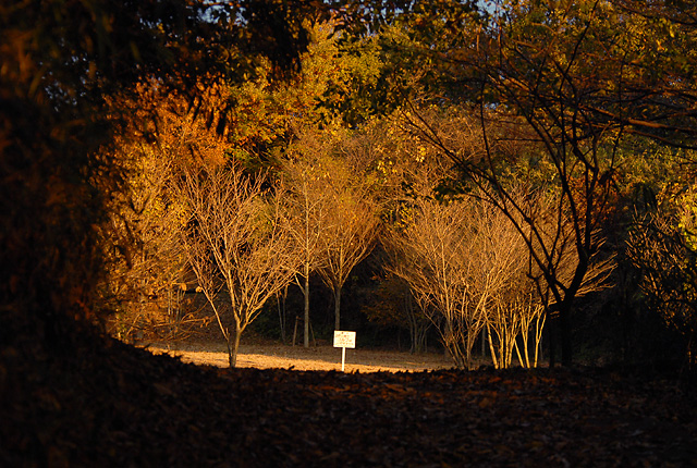 �J�˂̖閾��