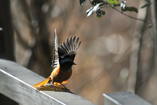 �W���E�r�^�L