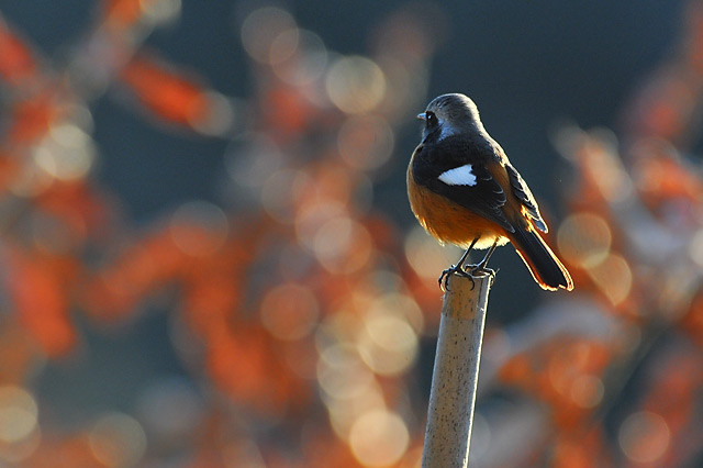 �W���E�r�^�L