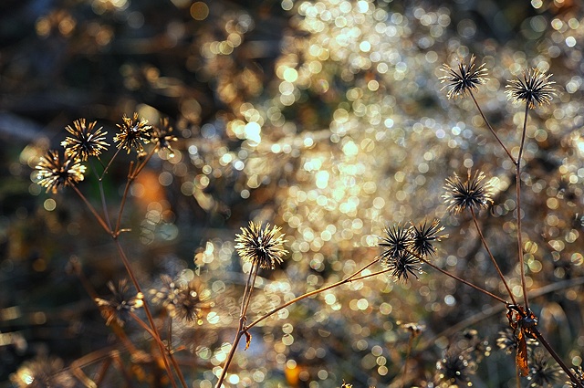 �C���~�l�[�V����