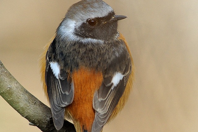 �W���E�r�^�L