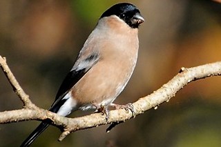 �E�\�i���X�j