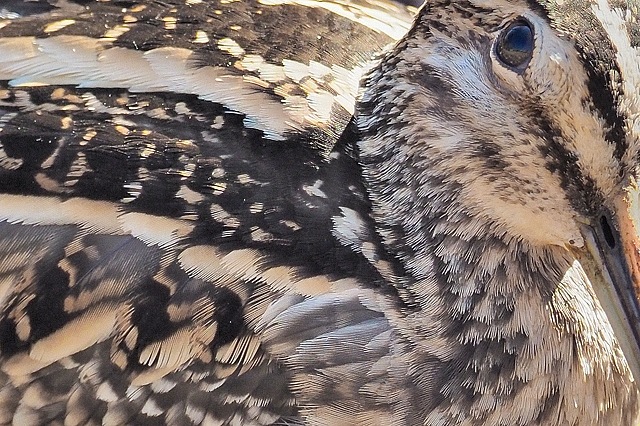 タシギ 17年 冬 舞岡公園