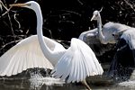 ダイサギとアオサギ